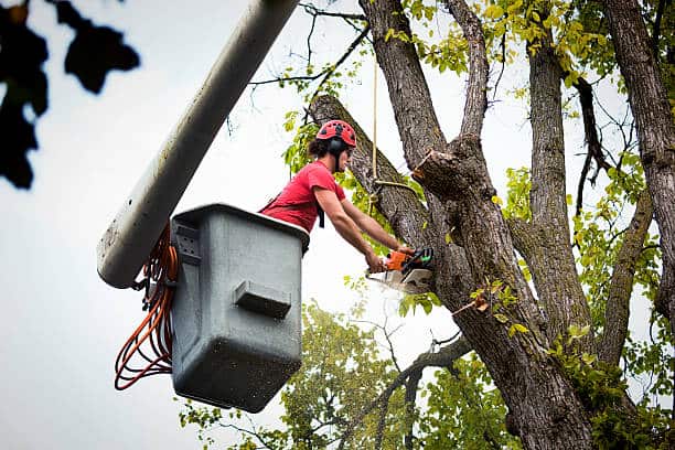 Tree removal service Charlotte NC