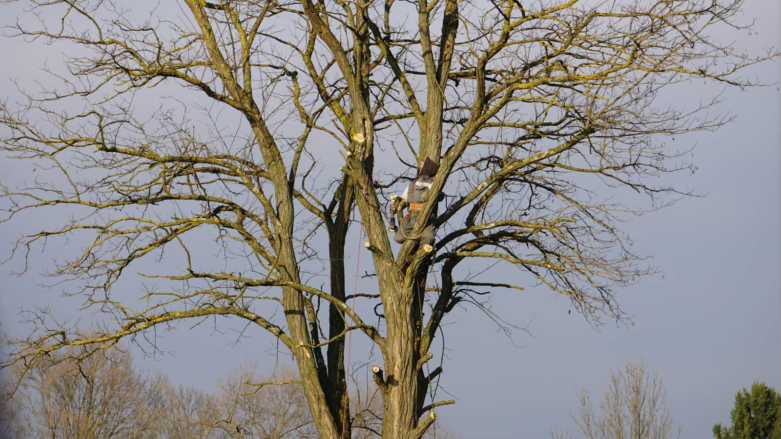 Tree trimming and removal service Charlotte NC